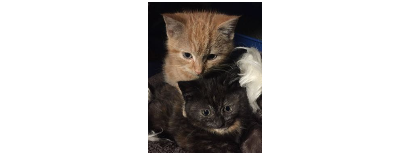 Mayo SPCA