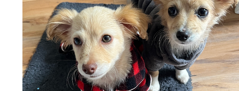 Pokie&Friends Rescue