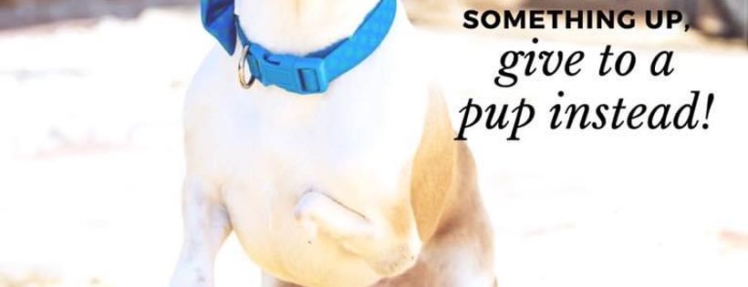 Big Bones Canine Rescue