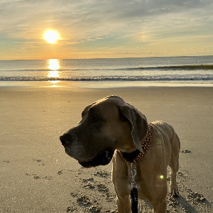 Water's Edge Great Dane Rescue Inc. Logo