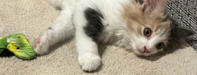 Compassion For Paws