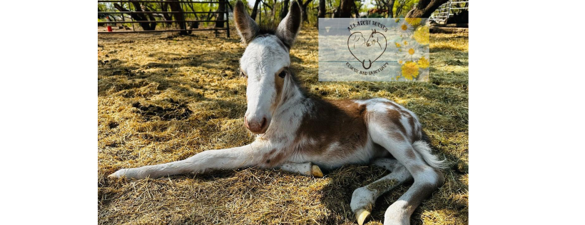 All About Horses Rescue & Sanctuary