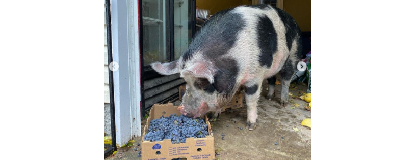 Little Red Barn Micro-Sanctuary
