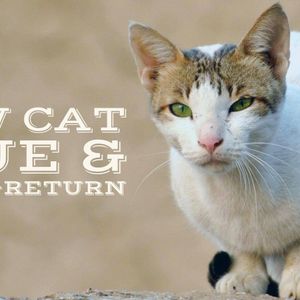 Arklow Cat Rescue Logo