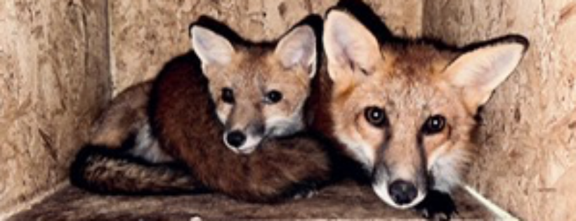 FoxTales Wildlife Rehab