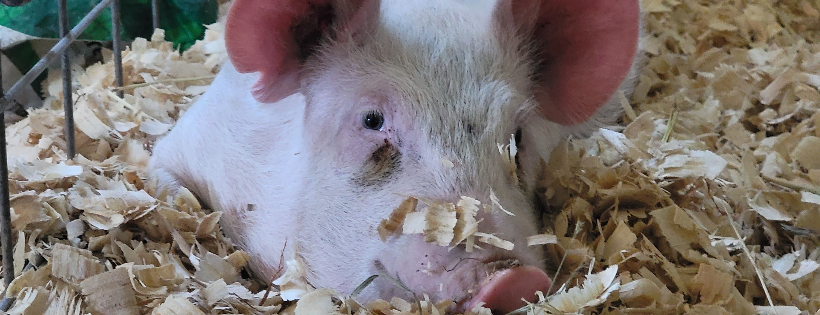 Freedom Run Farm Sanctuary
