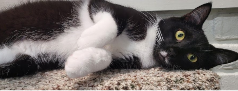 Hamilton County Animal Advocates