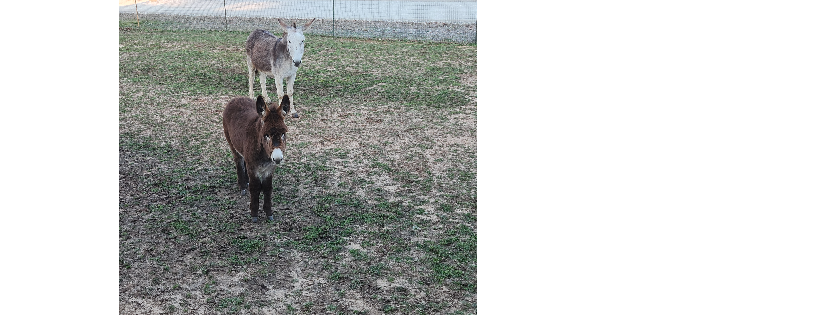 Equine Sanctuary and Rescue