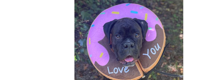 For the love of street dogs