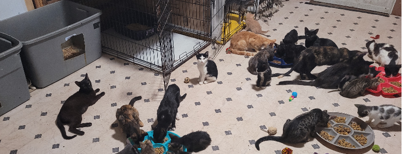 Healing Paws Cat Sanctuary