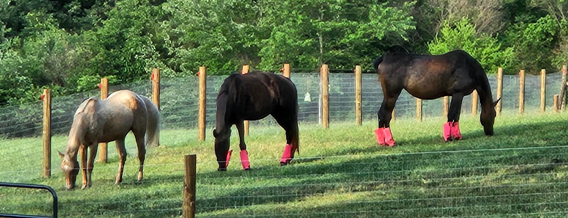 Deer Run Ranch Equine Connection