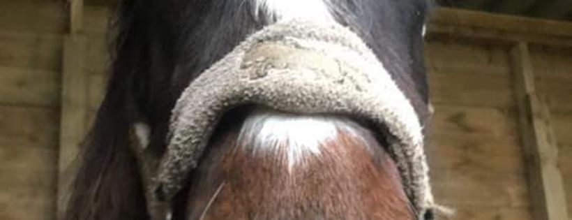 Hill Pony Resources Group