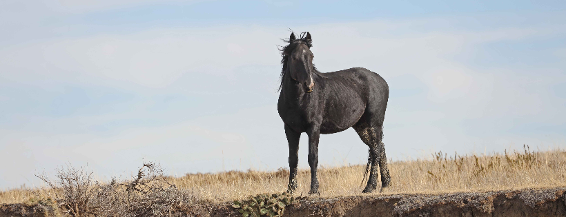Chasing Horses Wild Horse Advocates