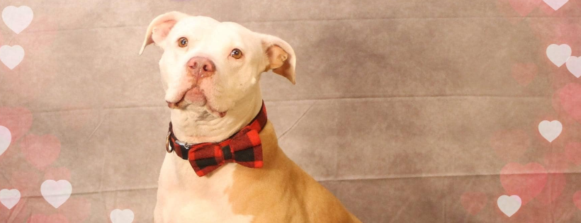 New Leash On Life Dog Rescue