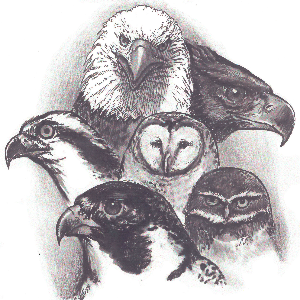 The Canadian Peregrine Foundation