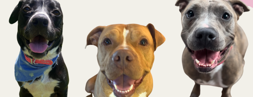 The Pitty Committee