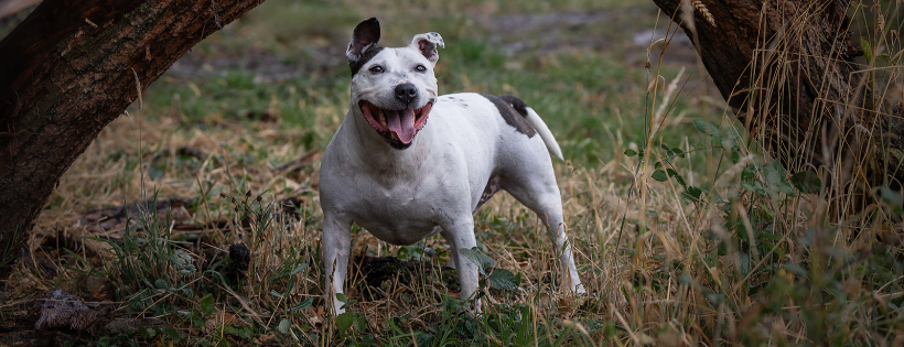 Spirit of the Dog Rescue