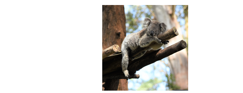 Koala Conservation Australia Limited