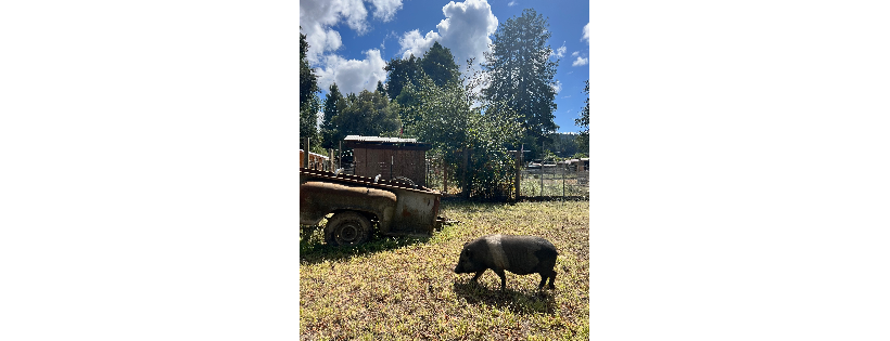 When Pigs Fly Ranch Inc