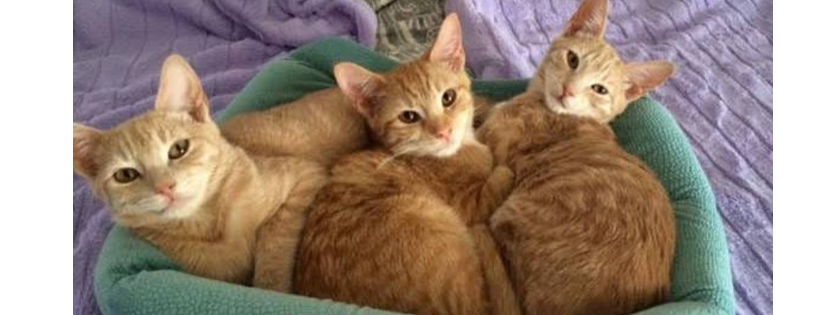 Freya's Cat Rescue