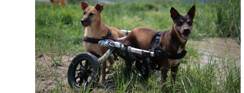Paws At Peace - TMTRD.org Dog Sanctuary
