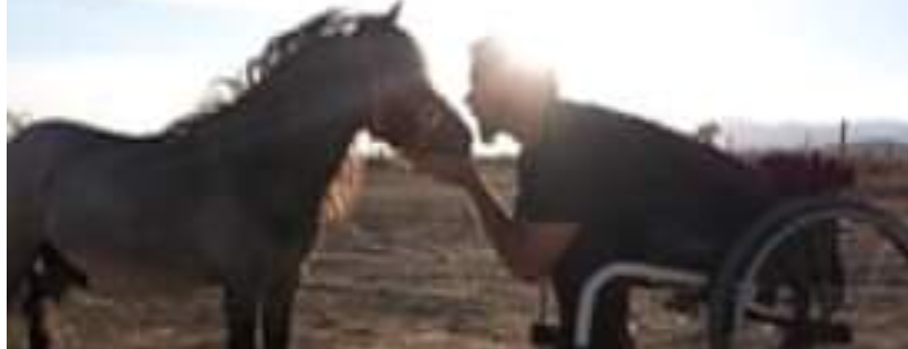 BlueFeather Horse Sanctuary and Misfit Mustangs