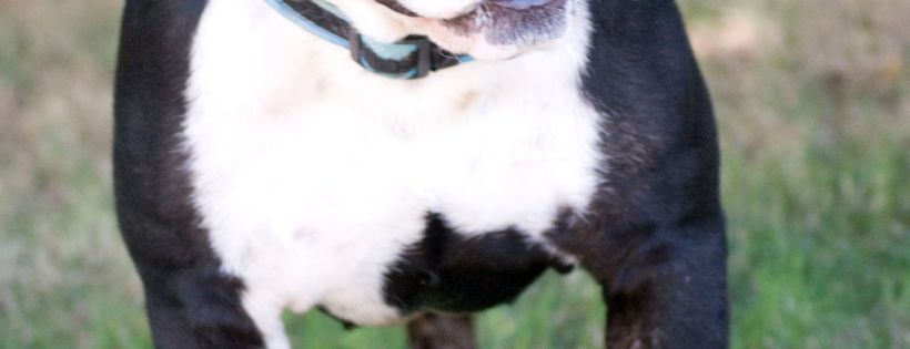 Fresno's Bully Rescue