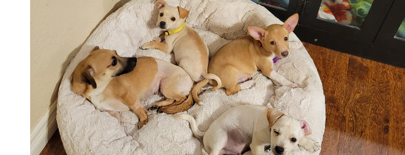 I.C.A.R.E. Dog Rescue
