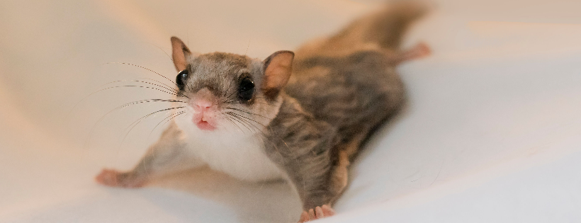 Passionate Pines Wildlife Rehabilitation