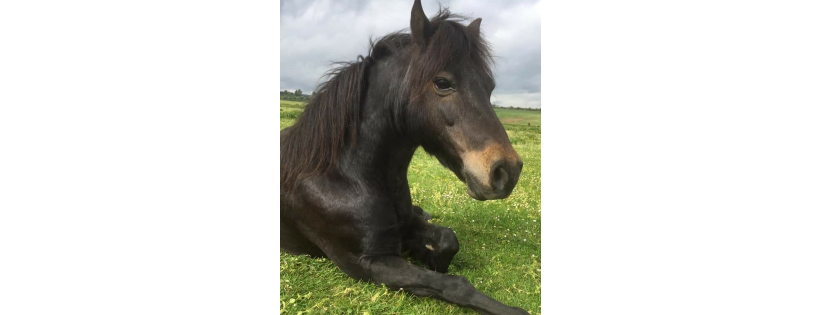 Only Foals and Horses sanctuary