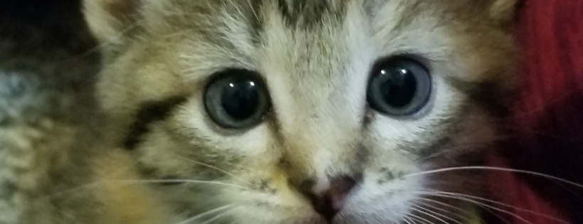 Keitha's Kittie Rescue