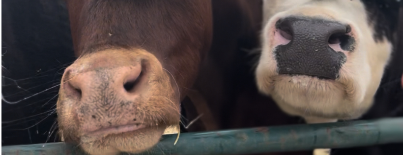 HoofsnHorns Farm Inc.