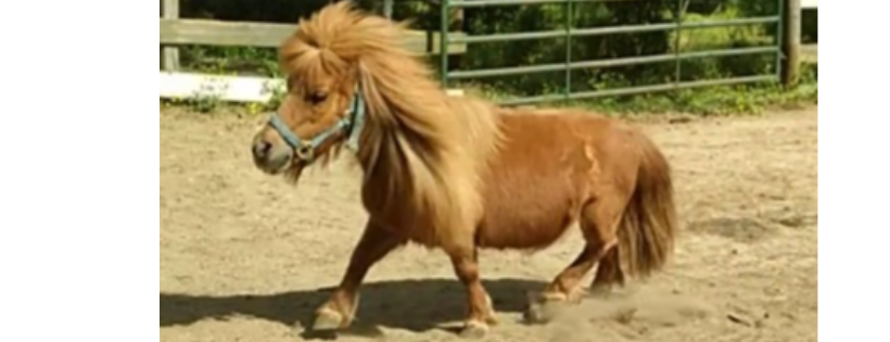 Hope for Hooves Rescue