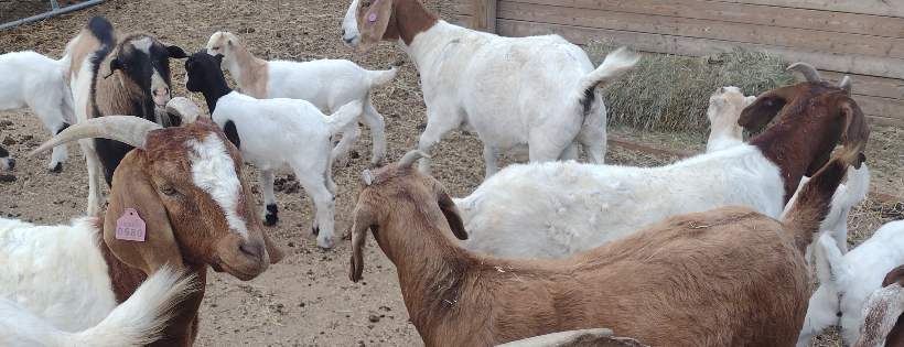 Tuff's Animal Rescue