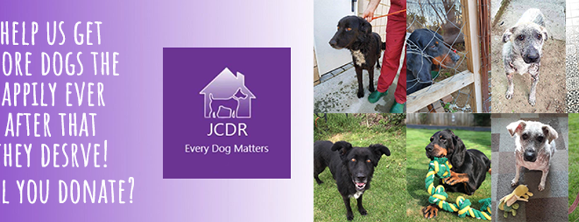 Jodie's Cyprus Dogs Rehoming