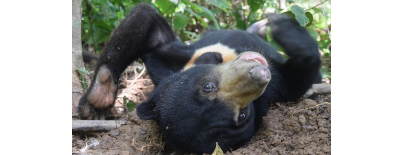 Sumatran Sun Bear Team