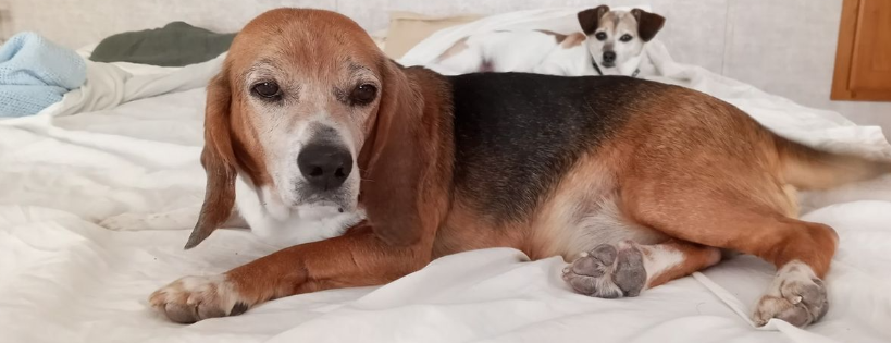 Animal Ark of Summerlin Dog Rescue