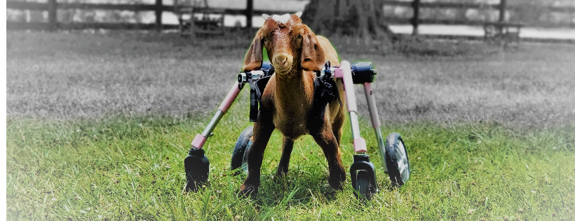 Little Buckets Farm Sanctuary