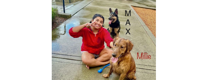 Paws In Need, San Ramon  CA