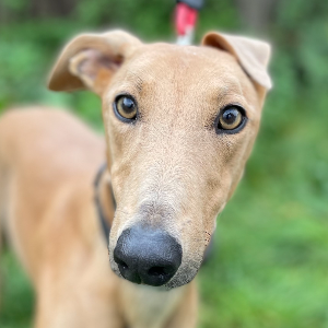 Clarks Farm Greyhound Rehoming Centre