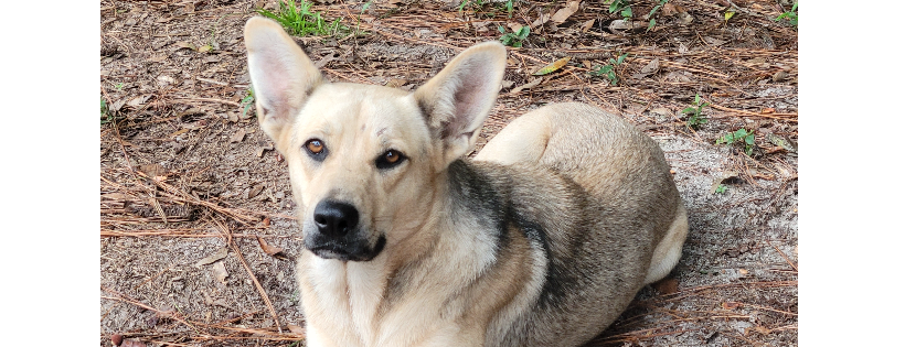 South Georgia Equine Rescue Inc