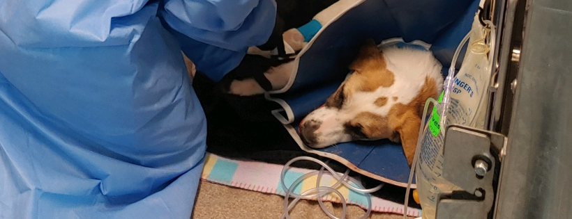 Burnside Paws Animal Rescue