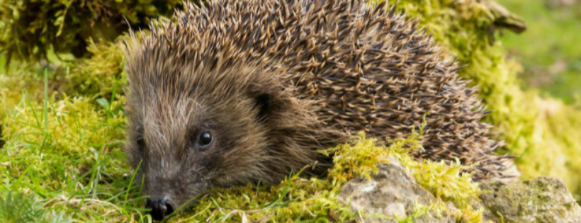 Harper Asprey Wildlife Rescue