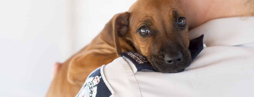 RSPCA Australia
