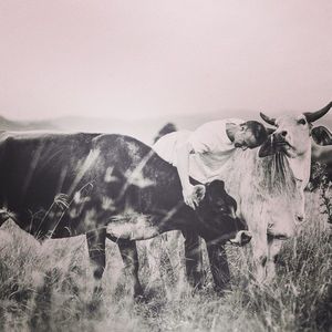 Save A Cow Foundation