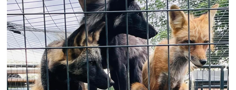 Fox Tale Sanctuary