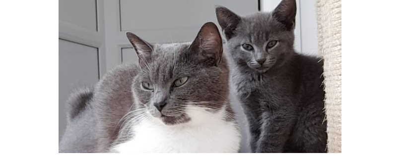 Coventry Cat Group