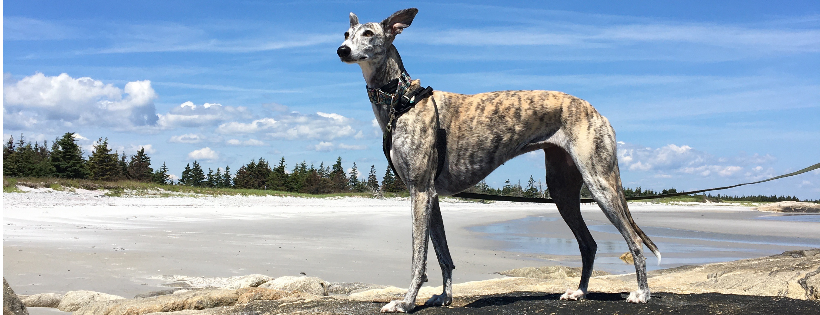 Greyhound, Galgo, Podenco of Atlantic Canada