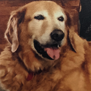 Joshua's House for Golden Retriever Rescue Logo