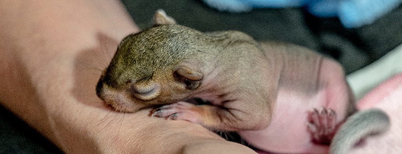 Urban Squirrels